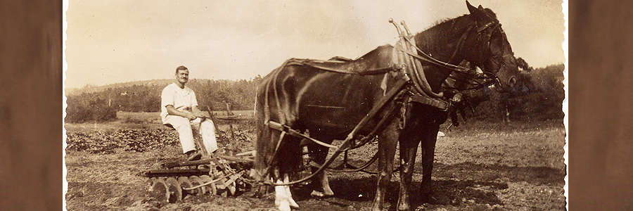 1915 Giuseppe Cavicchio plowing the vegetable fields at the main farm, 110 Codjer Lane, Sudbury, MA