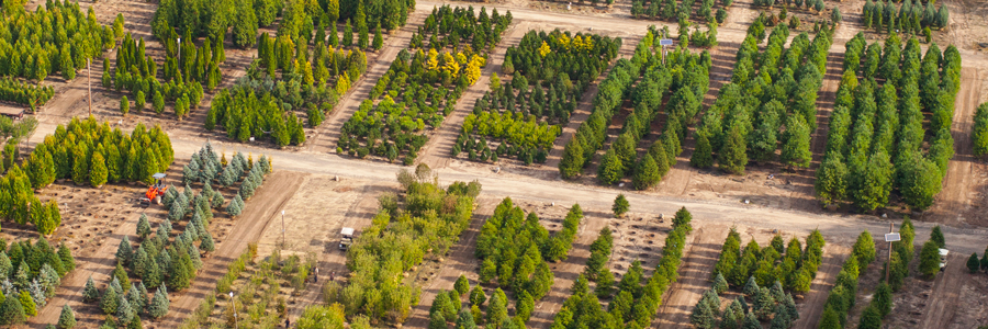 2015 Lincoln Road Nursery